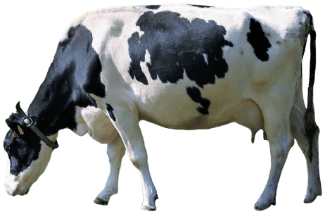 空口ママのみるく工房